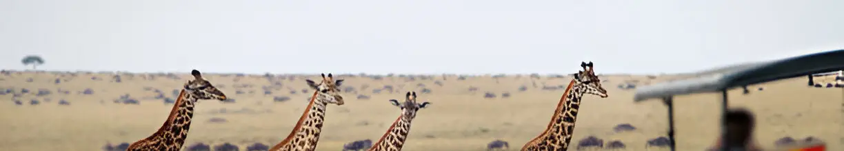 nyau